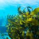 Seaweed