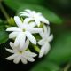 jasmine-absolute-600x449