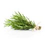 Rosemary