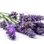 beautiful-lavender-flowers-on-white-background-generate-ai-free-photo