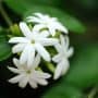 jasmine-absolute-600x449