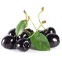 single-seeded-cherry-seedlings