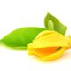 ylang-ylang-cananga-odorata-500x500