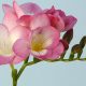 freesia-pink-Uploader-Alexa-Steed-alexast-openwalls.com_
